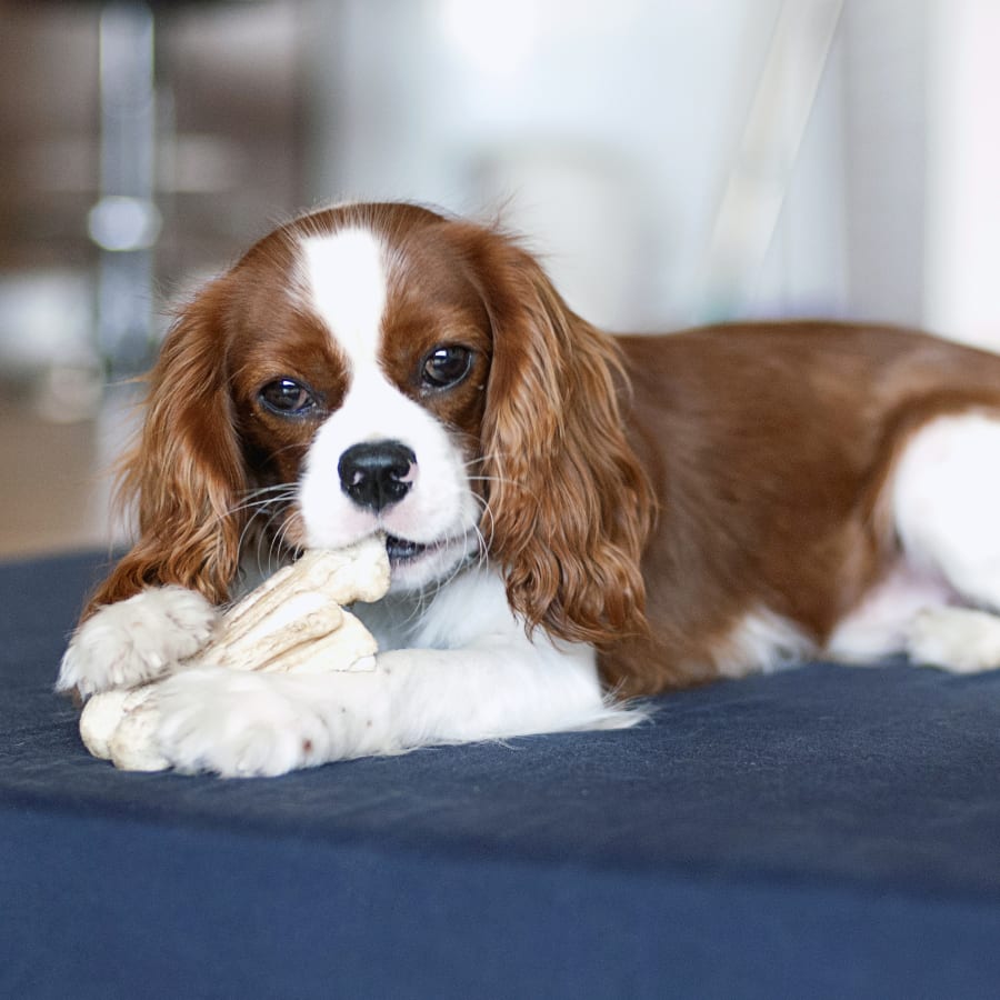 Geriatric Care for Pets, Smokey Point