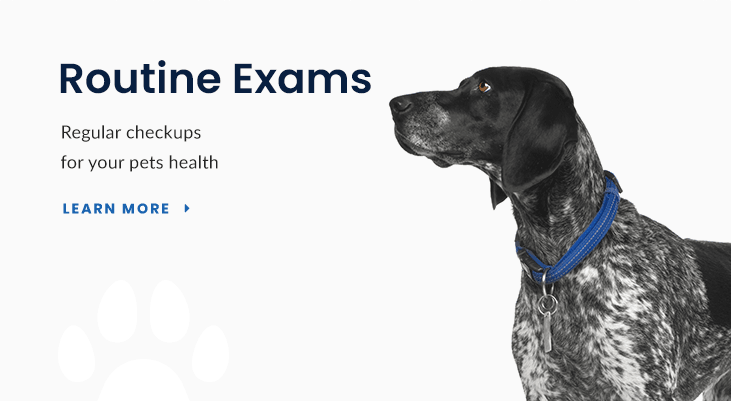 Routine Exams in Smokey Point, Advanced Care Animal Clinic