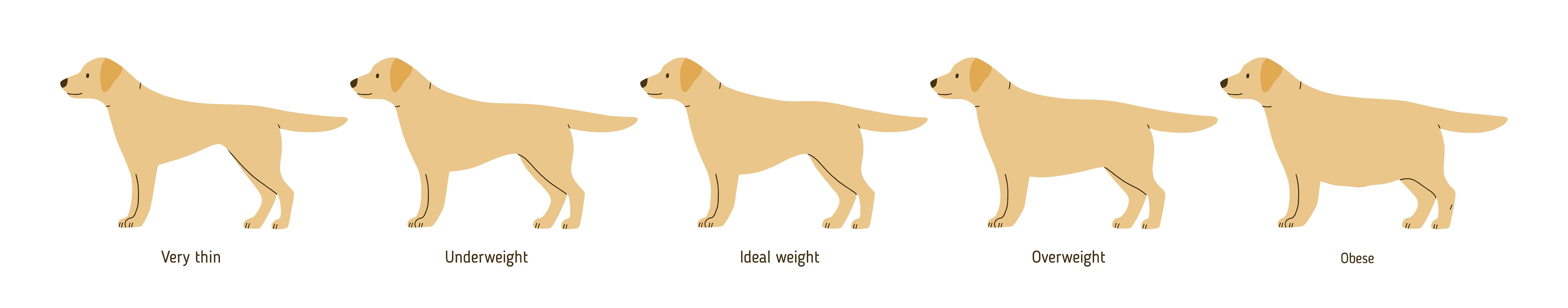 Overweight Dog Chart